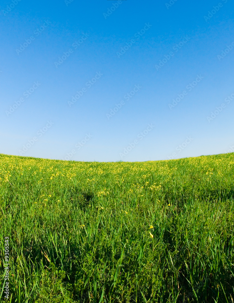 green meadow, blue sky with concave horizon