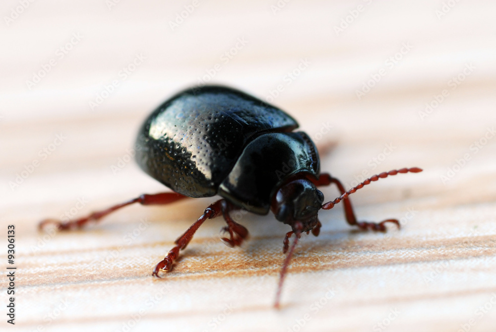 Naklejka premium insecte