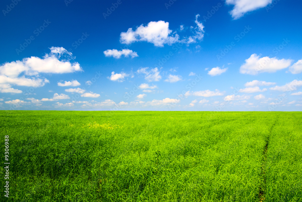 Obraz premium perfect field and blue sky