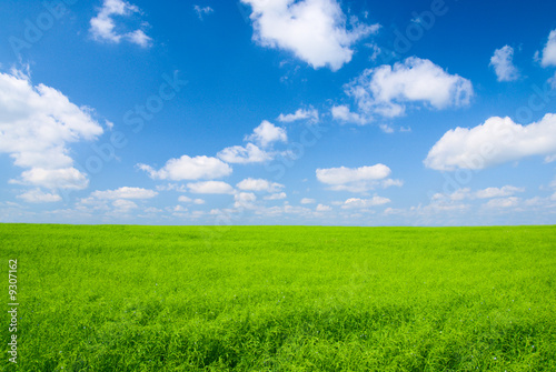 perfect meadow and perfect blue sky