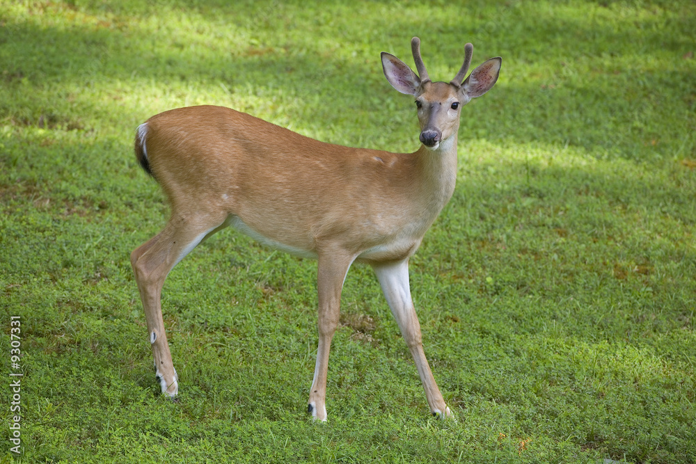 whitetail buck in velvet in a green field whitetail buck in velvet in a green field
