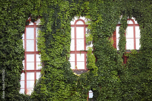 Ivy-clad walls © satori