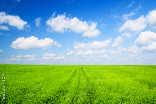 green field and blue sky © Iakov Kalinin