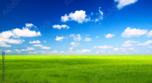 perfect green field and sky