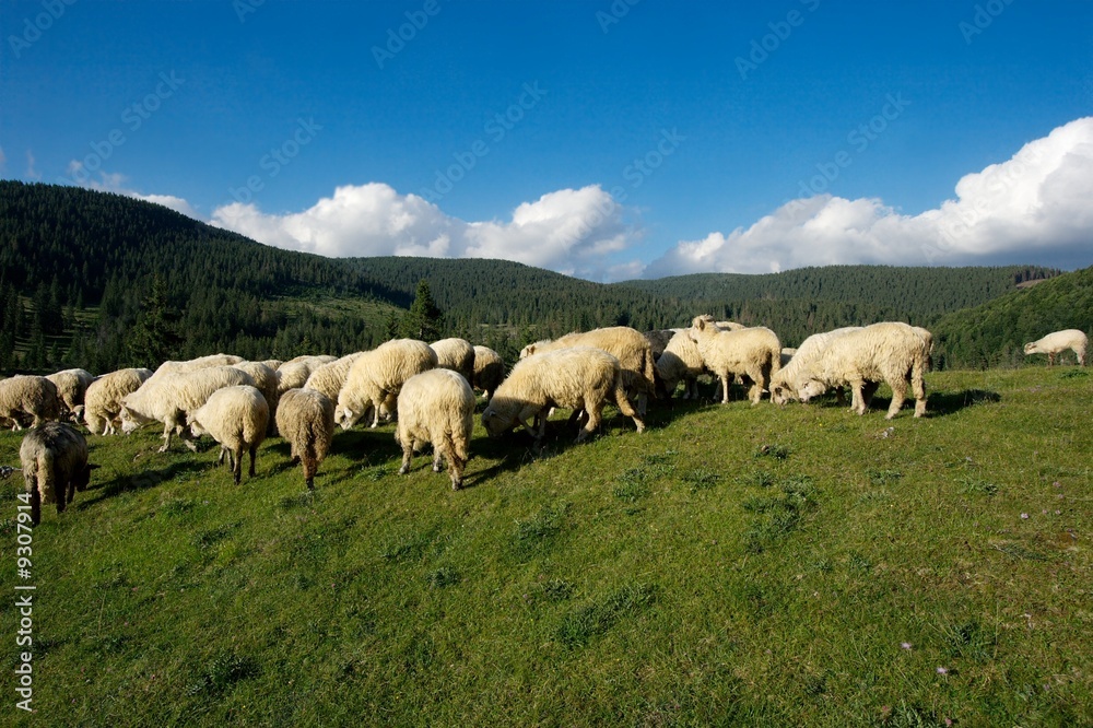 Sheeps grazing on beautiful green mountain fields Sheeps grazing on beautiful green mountain fields