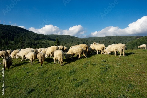 Sheeps grazing on beautiful green mountain fields