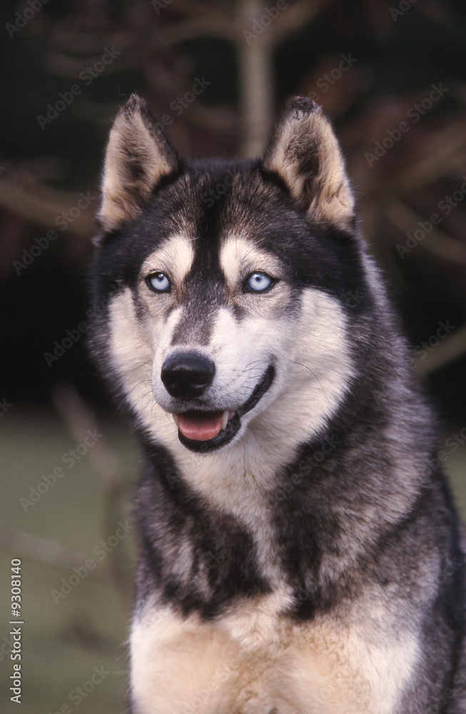 portrait de husky