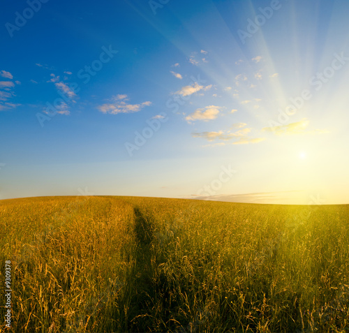 sunset and field of grass