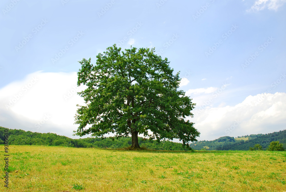sole tree on green meadow