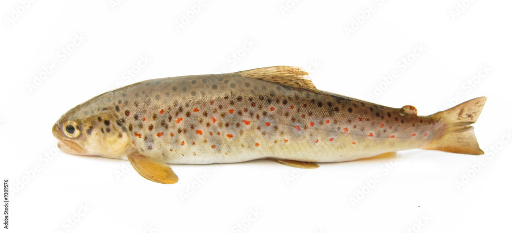 Trout young isolated on white background Trout young isolated on white background