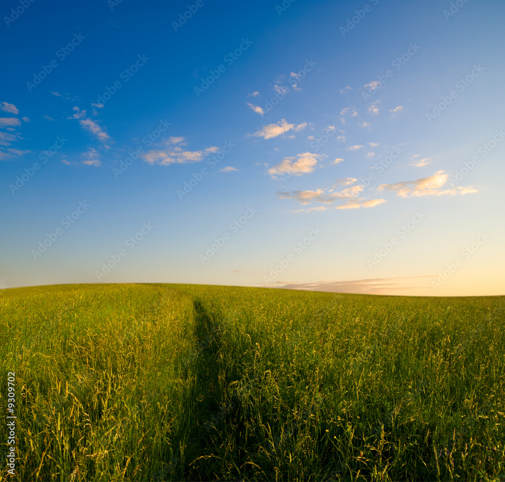 field of grass in time of sunset