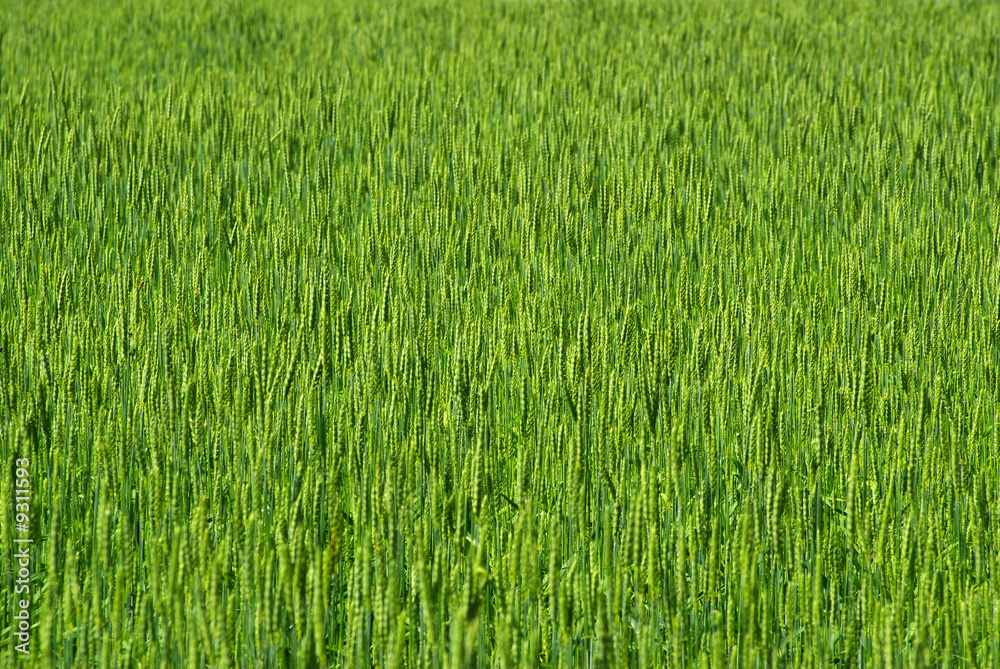 green wheat field green wheat field