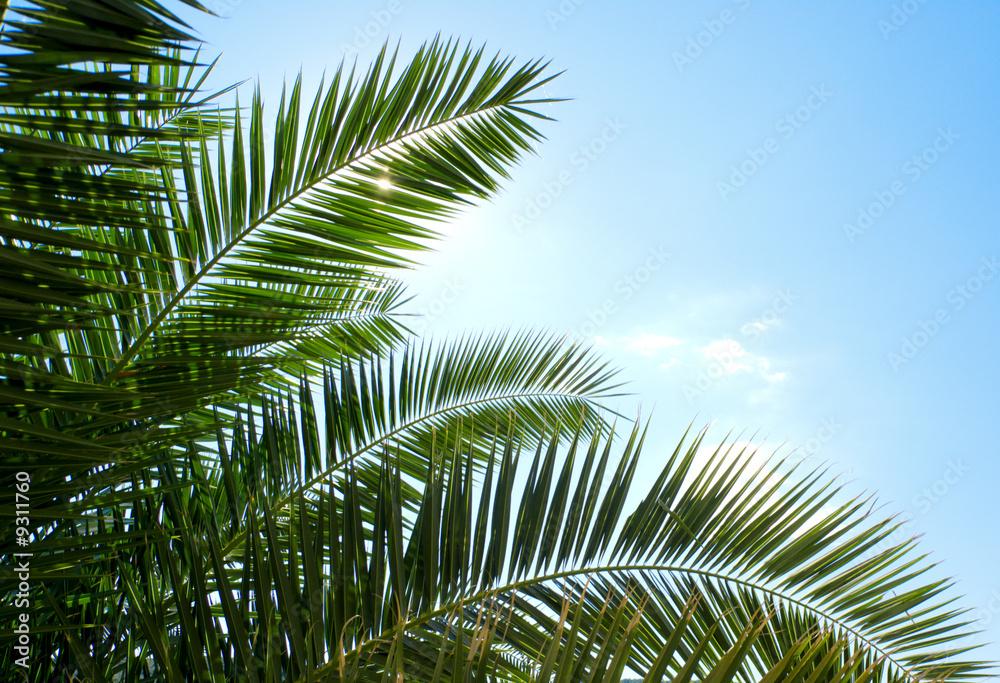 palm and morning sun