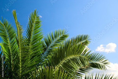 palm and morning sun