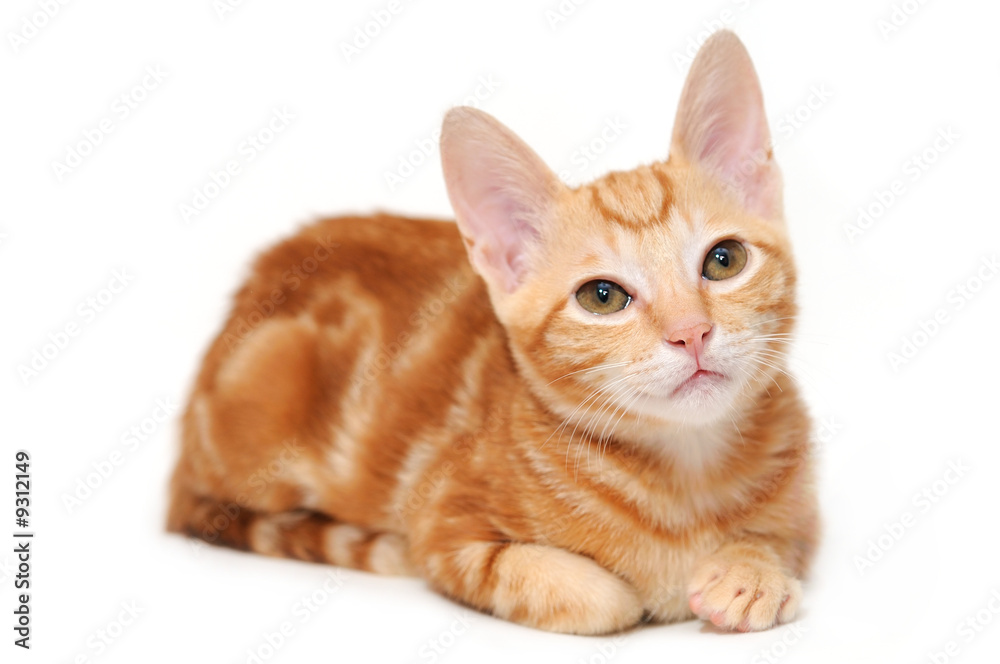 Orange tabby kitten isolated on white background