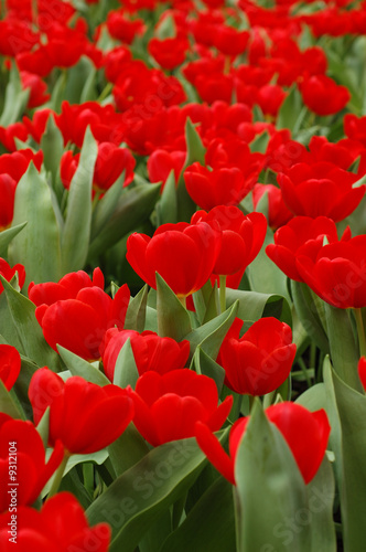 Field of beautiful red tulips in spring