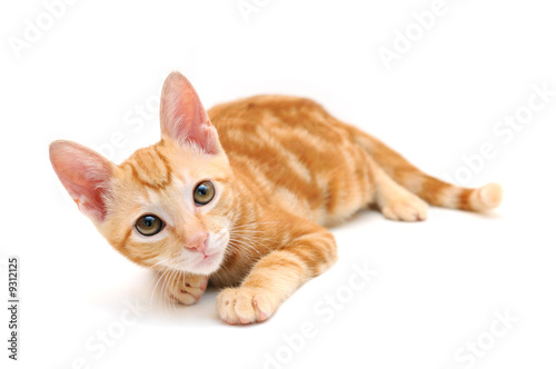 Orange tabby kitten isolated on white background