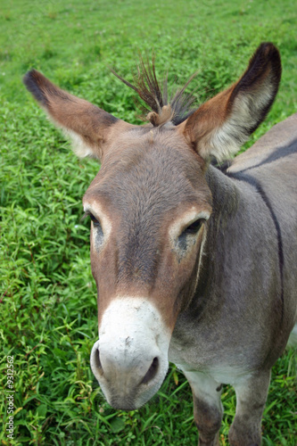 A pretty mule in a green pasture