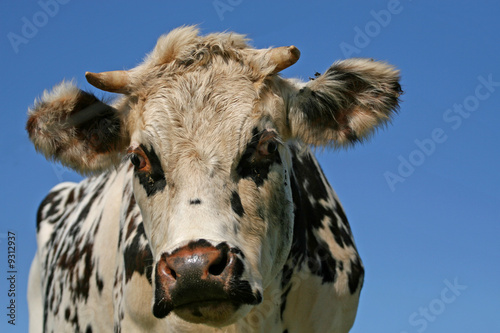 vache