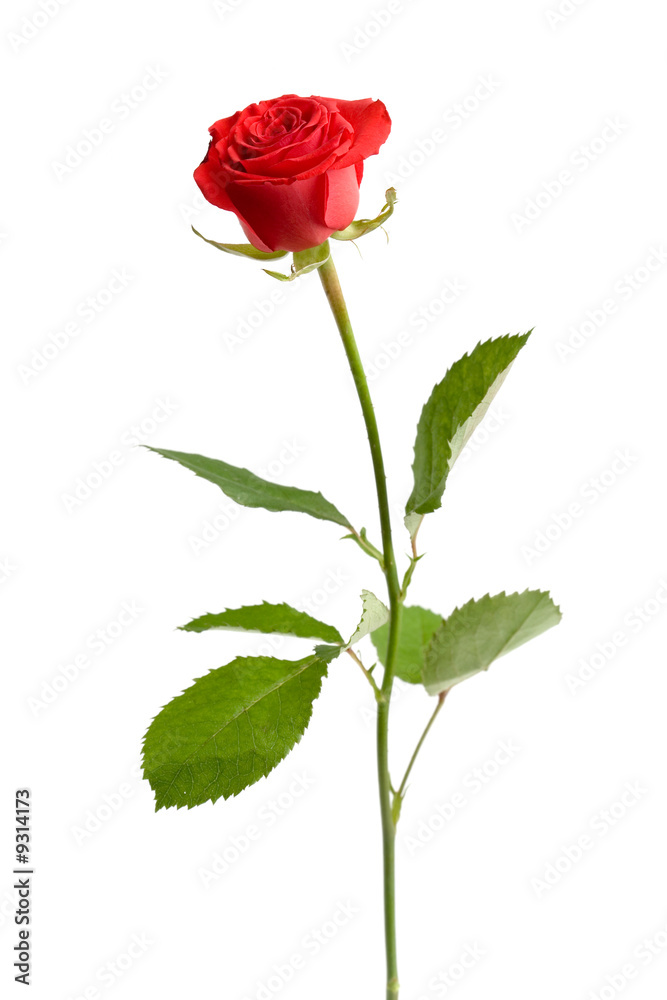 Red valentine rose on white isolated background Red valentine rose on white isolated background