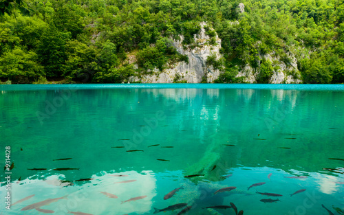 Fototapeta Naklejka Na Ścianę i Meble -  lake with fish in deep forest