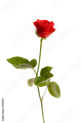 Fototapeta Naklejka Na Ścianę i Meble -  Red valentine rose on white isolated background