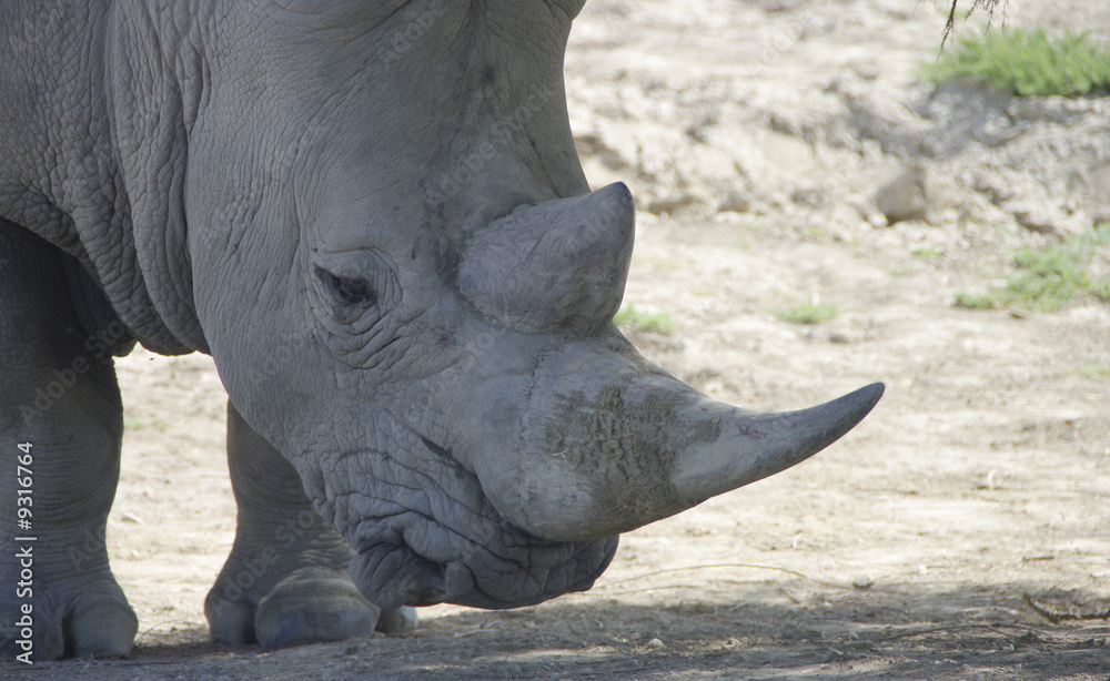 Obraz premium afrique sauvage