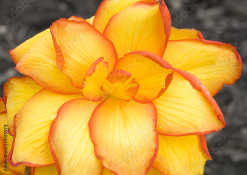 Closeup of a Blooming Begonia © mitgirl