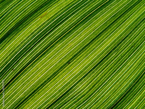 Collection of the textures  leaf of lily of the valley 