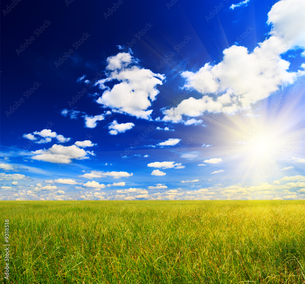 Obraz premium field of gass and sun