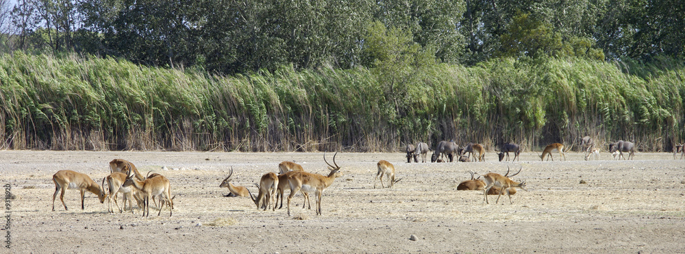 afrique sauvage afrique sauvage