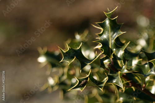 Green Holly Leaves in Forest