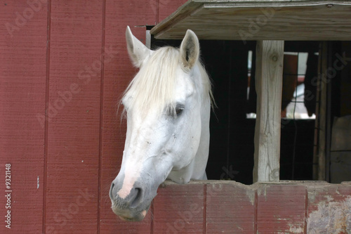 a White Horse sticking it's head out of a Window © Sir_Eagle