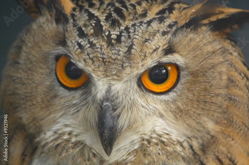 Close up of the owl's head.