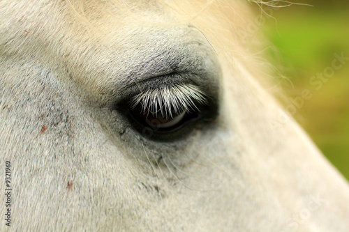 Horse's eye close up