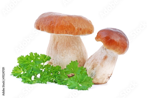 fresh forest mushrooms