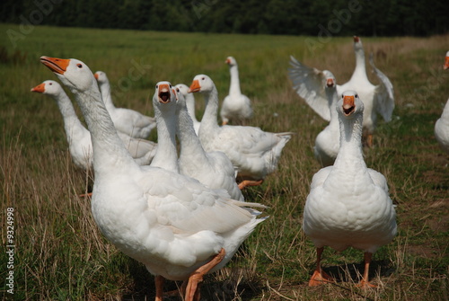 Fototapeta geese team