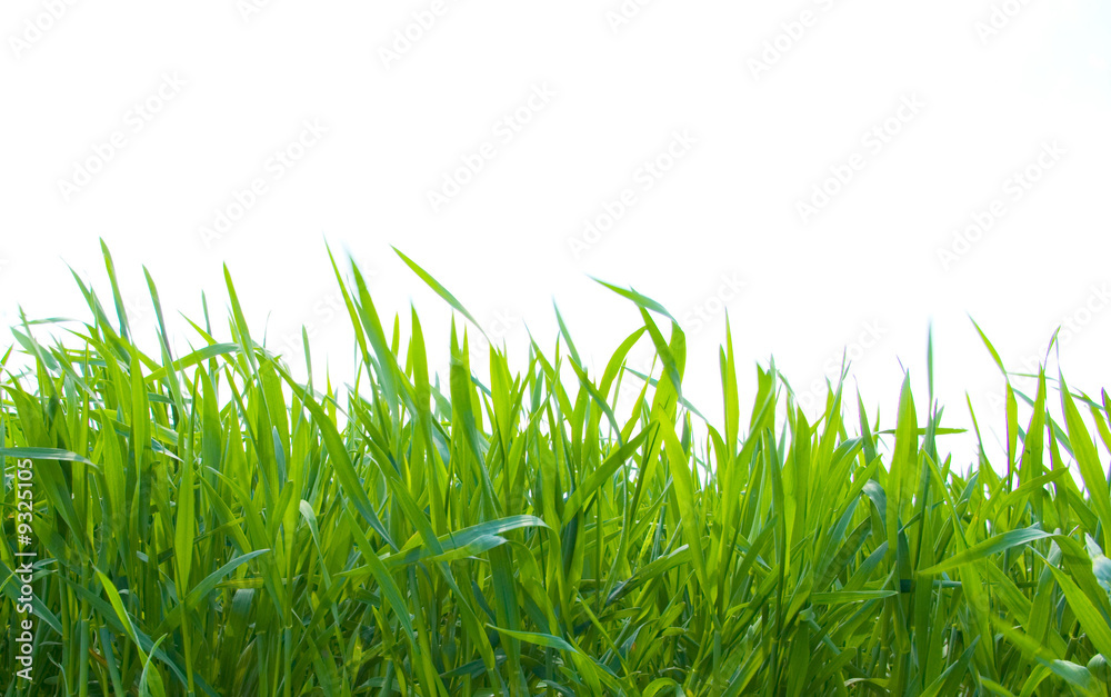 Isolated green grass Isolated green grass