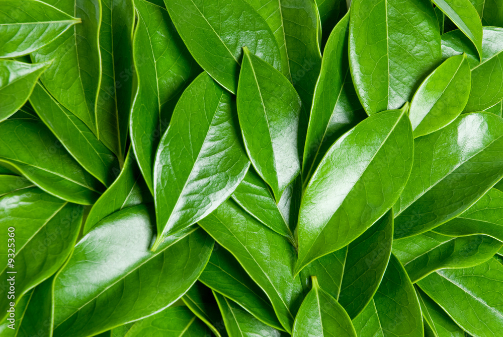 green leafs heap green leafs heap