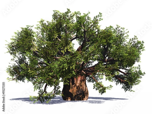 Foto Hudge baobab tree isolated