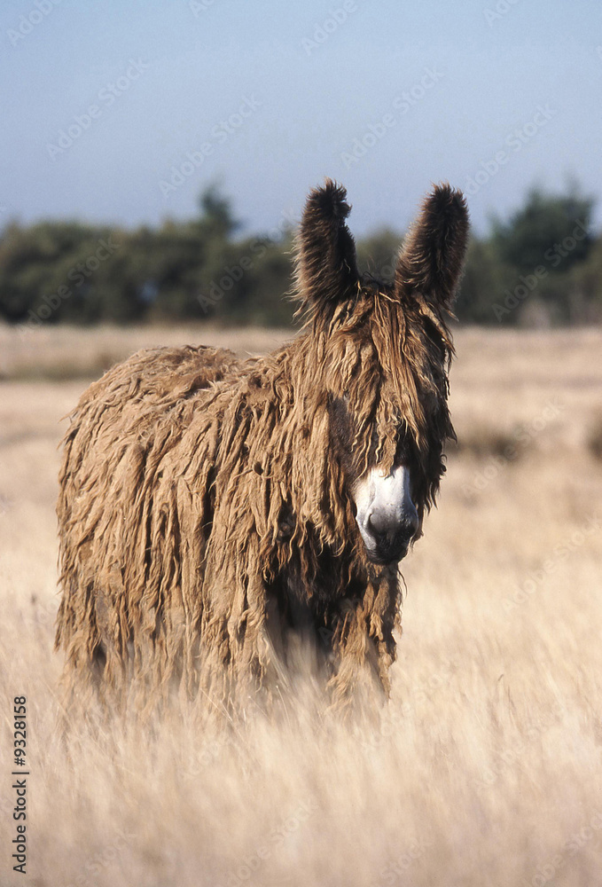 la pose immobile du baudet de poitou la pose immobile du baudet de poitou