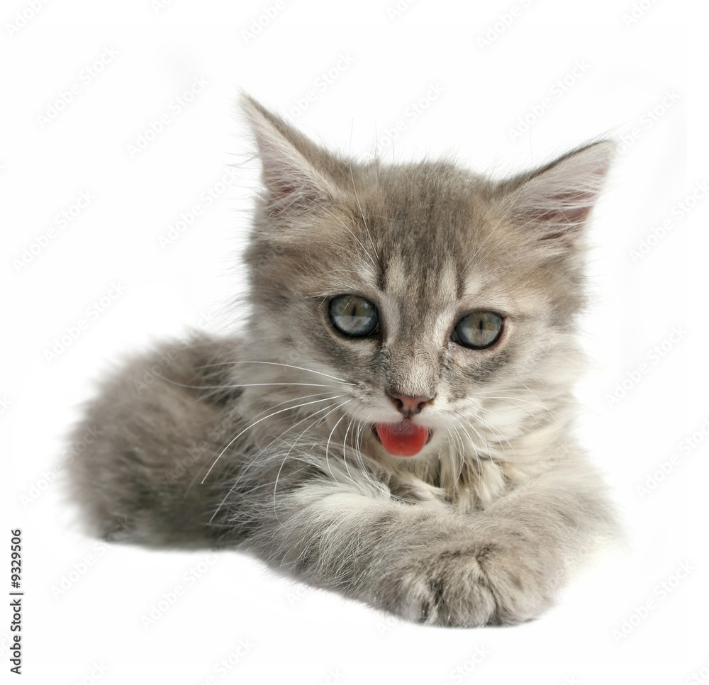 Obraz premium Small kitten on a white background.