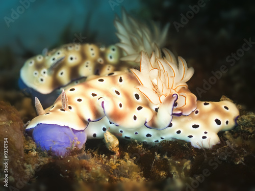 Two Nudibranches on a coral close-up.