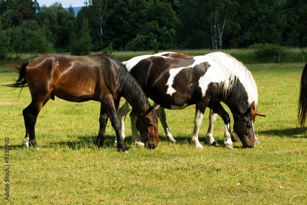 Group of horses on  the green meadow.