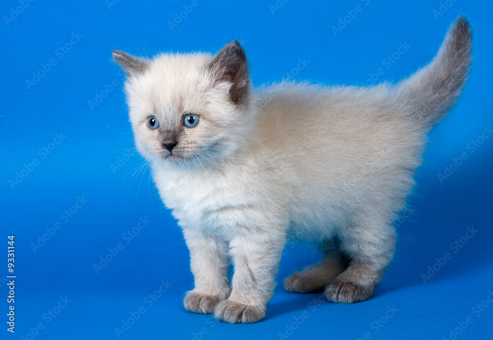 Fototapeta premium Neva masquerade kitten on background