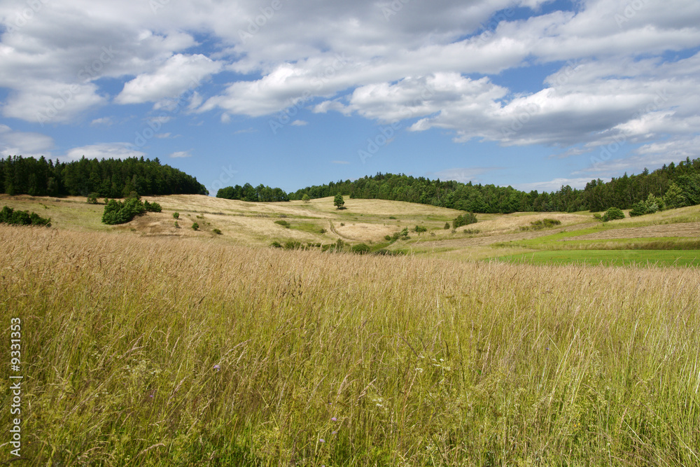 Obraz premium Polish landscape with meadow
