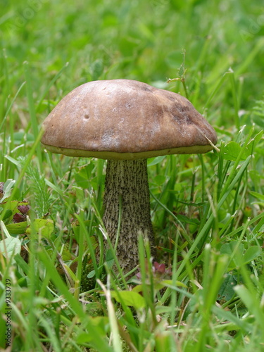 Edible mushroom on green grass background