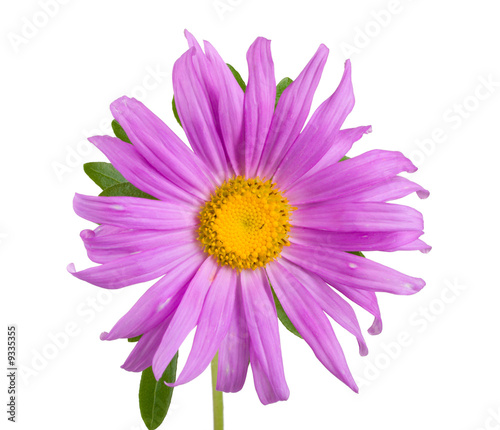 close-up purple aster  isolated on white