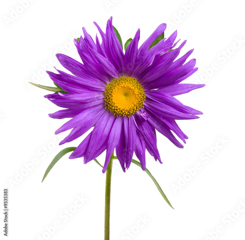 close-up violet aster, isolated on white