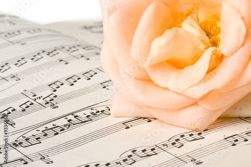 The rose laying on a musical notes on a white background